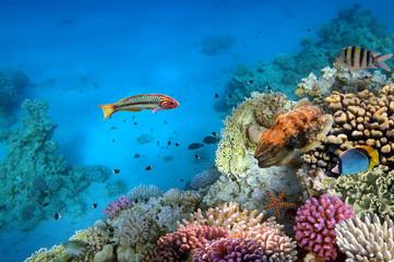 Naklejka na ściany i meble Zdjęcie z koralowców kolonii