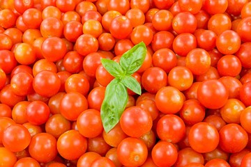 pachino, pomodori