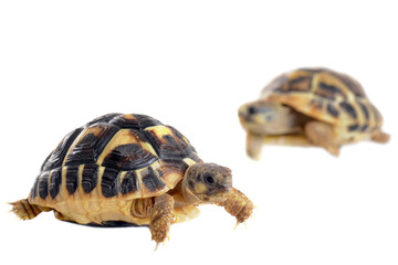 young Tortoises
