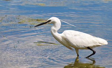 Little Egret, Egretta garzetta