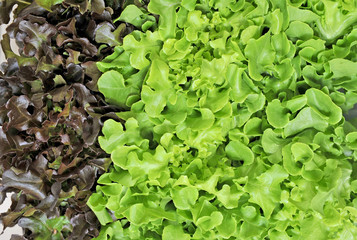 lettuce