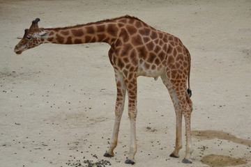 girafe d'afrique