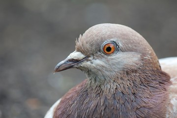 Relaxed common pigeon closeup