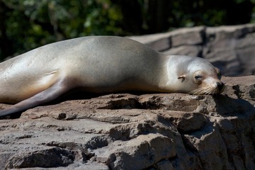 Cute sea lion relaxing on a rock in the warm spring sun