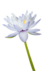 Fototapeta premium Violet lotus with yellow pollen isolated