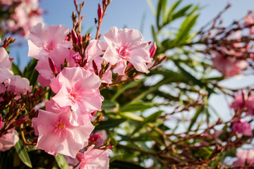 Oleander pink flowers