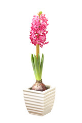 Hyacinth