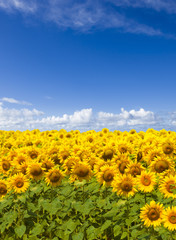 Obraz premium Sonnenblumenfeld