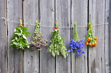 various medical herbs on wooden wall