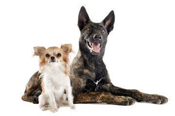 Obraz premium Holland Shepherd and chihuahua