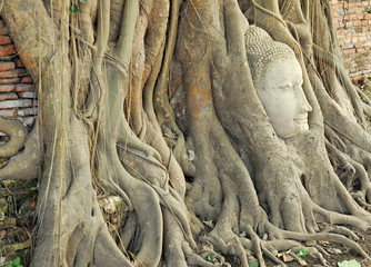 Head of Sandstone Buddha in The Tree