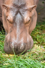 Fototapeta premium Hippopotamus eating
