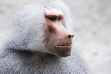 Baboon Portrait