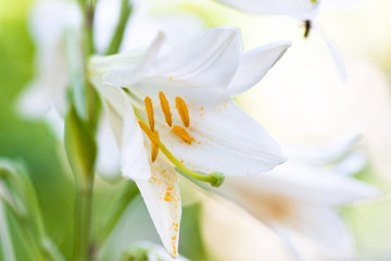 Beautiful white flower