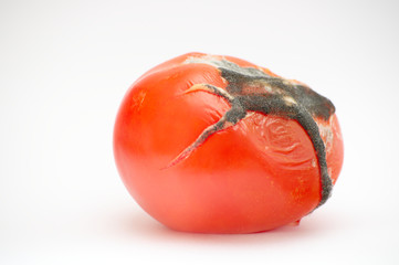 Moldy tomato(es)
