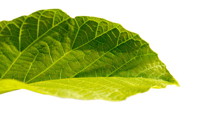 Green leaf.
