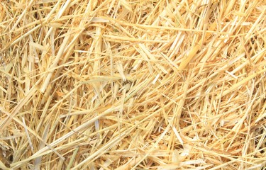 Golden hay texture background close-up