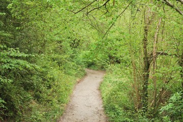 camino entre la montaña
