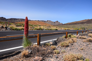 Desert flower by the mountain road in, Tenerife