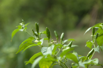 Obraz premium Pepper Tree