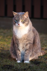 Naklejka na ściany i meble Gray cat portrait in the garden