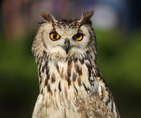 Portrait of 	eagle-owl.