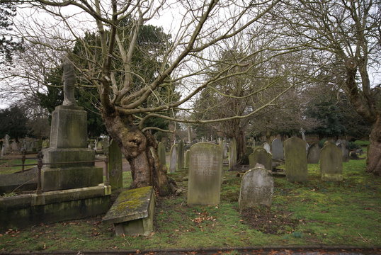 Old tree, Hanwell Cemetery, London, UK
