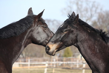 Two black horses playing