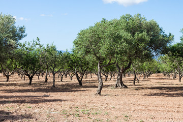 Fototapeta na wymiar Olive trees orchard in Spain