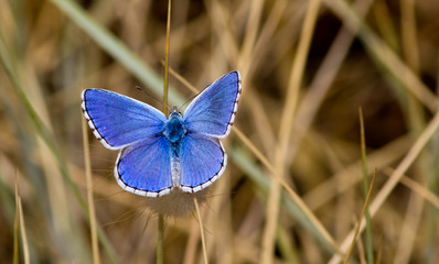 Blue butterfly