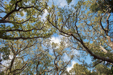 View of the sky through the branches of tree
