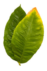 Lemon Leaf, Salal (Gaultheria shallon) isolated on white