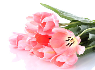 beautiful pink tulips isolated on white.