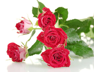 Beautiful vinous roses on white background close-up