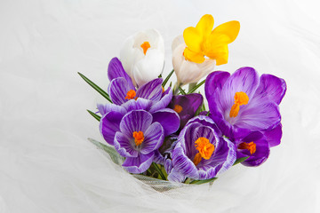Crocus close up on blue background