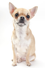 fawn Chihuahua dog sitting on white background