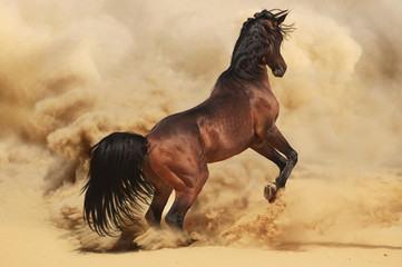 Purebred arabic stallion in desert - 43906966