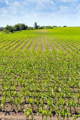 Fototapeta na wymiar Amerykańska Corn
