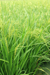 Rice plant in rice field.