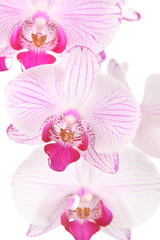 Pink orchid