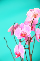 Pink orchids on a green background close-up