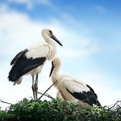 Storks in the nest