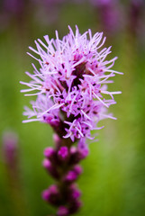 Blazing Star