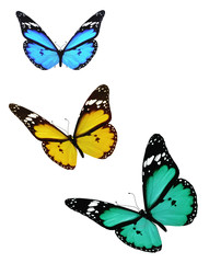 Obraz na płótnie Canvas Three butterflies, isolated on white