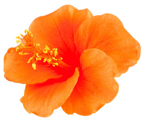 hibiscus orange © Unclesam