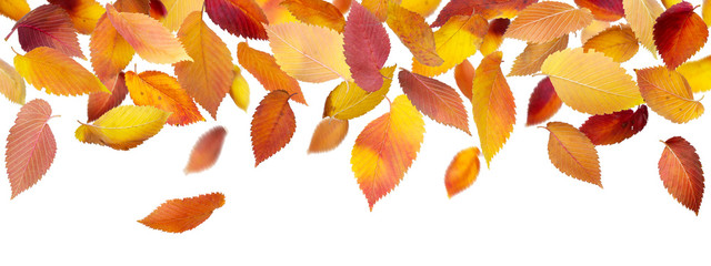 Panoramic Autumn Leaves  isolated on white