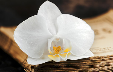 white orchid