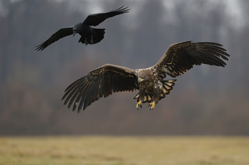 pygarque à queue blanche