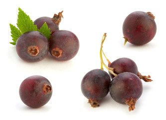 Josta hybrid gooseberry and black currant