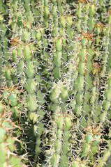 Cactus detail
